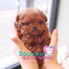 Happiness Radiates From The Adorable Baby “Harley” <3 ... Superb Quality Level !! Extreme Teddy Bear !! VIP Puppy !!! .... Micro Red Poodle ....**SOLD TO JOSEPH and Family**