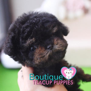 Baby “Blair” Is Such An Adorable Teddy Graham <3 ... Extreme Teddy Bear Poodle !! Outrageously Adorable !! VIP Puppy !!! .... Micro Black & Tan Poodle ....**SOLD TO ANTHONY REPEAT CLIENT*