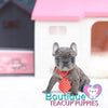 Baby “Vinny” Is Such A Handsome Charming Lil Guy <3 .... VIP Quality !!! Super Tiny For Frenchie !!! Double Blue Eyes !!! ... Mini Blue Merle French Bulldog ....**SOLD**