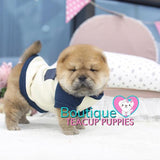 Baby Bear “Elaina” Wants To Snuggle <3 ... Luxurious Chow Chow !! Rare Mini Sizing !! VIP Quality !! .... Mini Red Chow Chow ....**Available**