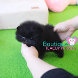 Micro “Macy” Makes The Day So Much Brighter <3 ... Superior Pomeranian !! VIP Quality !! Baby Doll Pomeranian !! .... Micro Midnight Black Pomeranian ....**SOLD to Redina**