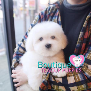 Lil Miss “Cloud” Has Such A Gorgeous Fluffy Cotton Coat <3 ... VIP !! Glamorous !! New Mini Breed For Us  !! .... Mini Cotton White Coton de Tulear ....**Available**