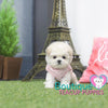 Baby “Angelica” Loves Tagging Long On Any Daily Adventure <3 ... Dream Baby Doll Image ! Luxurious Coat ! Supreme Quality !! .... Micro Cream Maltipoo ....**SOLD TO YVONNE and Tomasina!