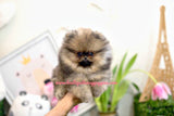 Handsome Stunning Micro Teacup "Hawk" ~ Super Tiny Show Stopper! Estimating 2.5 lbs full grown! PEDIGREE AVAILABLE!