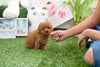 Perfect Lil Kaiden ~ Adorable Toy Poodle Baby Boy Available Est 3.5-4.5 Lbs Full Grown! Super teddy bear face! Available!