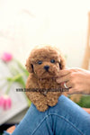 Perfect Lil Kaiden ~ Adorable Toy Poodle Baby Boy Available Est 3.5-4.5 Lbs Full Grown! Super teddy bear face! Available!