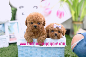 Perfect Lil Kaiden ~ Adorable Toy Poodle Baby Boy Available Est 3.5-4.5 Lbs Full Grown! Super teddy bear face! Available!