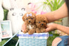 Perfect Lil Kaiden ~ Adorable Toy Poodle Baby Boy Available Est 3.5-4.5 Lbs Full Grown! Super teddy bear face! Available!