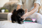 Amazing Madonna ~ Gorgeous Micro Teacup Black/Tan Baby Girl! Est 2.5 lbs full grown! Tiny and compact SOLD TO DENISE in NC!