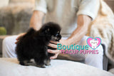 Amazing Madonna ~ Gorgeous Micro Teacup Black/Tan Baby Girl! Est 2.5 lbs full grown! Tiny and compact SOLD TO DENISE in NC!