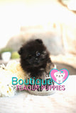 Amazing Madonna ~ Gorgeous Micro Teacup Black/Tan Baby Girl! Est 2.5 lbs full grown! Tiny and compact SOLD TO DENISE in NC!