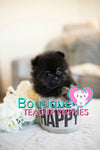 Amazing Madonna ~ Gorgeous Micro Teacup Black/Tan Baby Girl! Est 2.5 lbs full grown! Tiny and compact SOLD TO DENISE in NC!