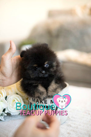 Amazing Madonna ~ Gorgeous Micro Teacup Black/Tan Baby Girl! Est 2.5 lbs full grown! Tiny and compact SOLD TO DENISE in NC!